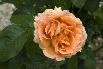 Rosa x / Rose 'Polka 91'