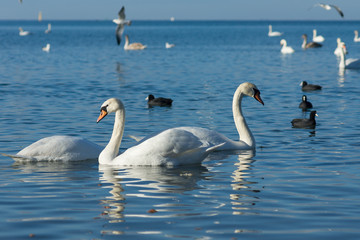 Fototapeta premium Birds Coot, or flatted (lat. Fulica atra) and silver gull (lat. Larus argentatus), and mute Swan (lat. Olor Cygnus) wintering in the Black sea