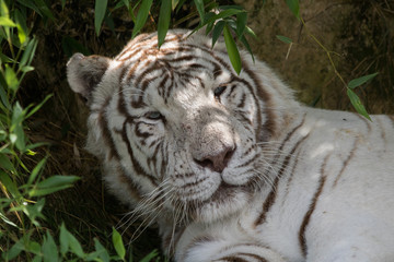 tigre blanc