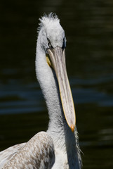 Pelecanus crispus / Pélican frisé