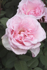 Rosa x / Rose 'Violina'