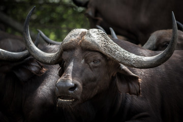 Naklejka premium Buffalo