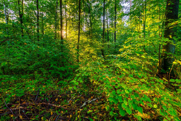 Beautiful early autumn european forest landscape