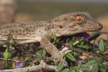 Tarentola mauritanica / Tarente / Gecko de Mauritanie
