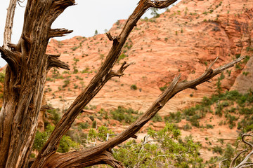 weathered branches of an old tree