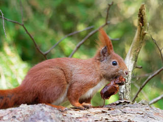 Squirrel - Sciuridae