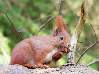 Naklejka na ściany i meble Squirrel - Sciuridae