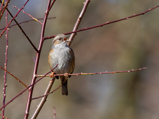 Dunnock - Prunella modularis