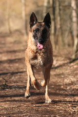 Belgischer Schäferhund