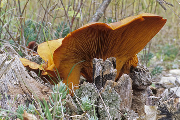 Omphalotus olearius / Clitocybe de l'olivier / Pleurote de l'olivier