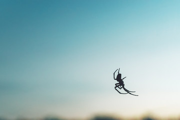 Silhouette of  spider hanging on its web on blue abstract background, copy space