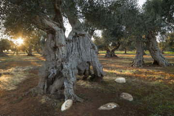 Obraz premium Ulivo centenario