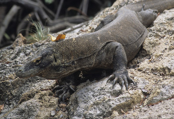 Obraz premium Varanus komodoensis / Dragon de Komodo