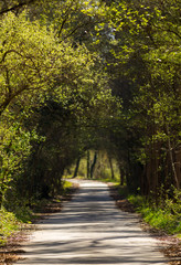 Fototapeta na wymiar Natural Tunnel Pathway, Geres National Park, Center View.