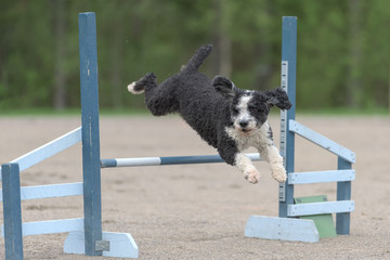 Spanish Water Dog (Perro de agua español) jumps over an agility hurdle