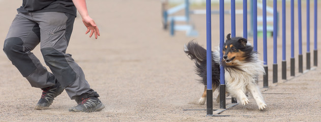 Border Collie doing slalom on the agility course. Sized to fit for cover image on popular social...