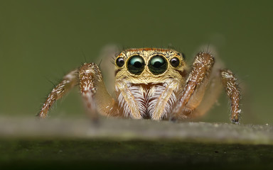 Jumping spider - Salticidae