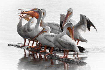 American White Pelicans Sitting on a Log in a Lake