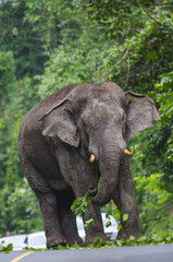 Elephant feeding and walking on the road at Khao Yai National Park, Thailand