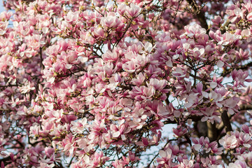 Magnolia tree in blossom