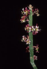 Fototapeta na wymiar Euphorbia antisyphilitica / Euphorbe anti syphilitique