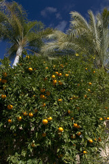 Fototapeta na wymiar Citrus reticulata / Mandarinier