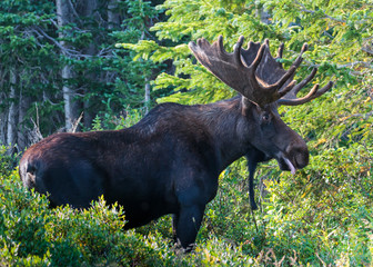Bull Moose
