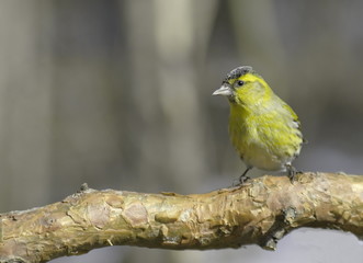 Siskin male on a pine branch. 