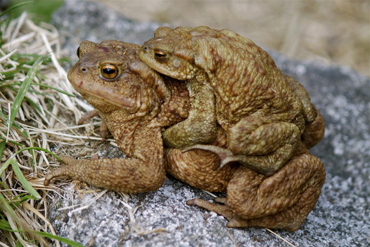 CoitoBilder StockFotos & Videos. Adobe Stock