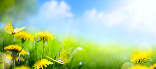 Easter spring flower background; fresh flower and yellow butterfly on green grass background