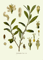 Illustration botanique / Erythroxylum coca / Coca