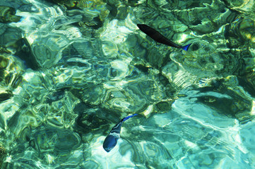 Fototapeta na wymiar Two coral fishes in clear tropical water