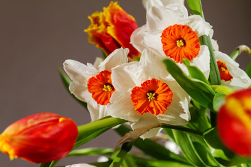 Bright bouquet of spring flowers. Tulips and daffodils  on a dark beige background. 