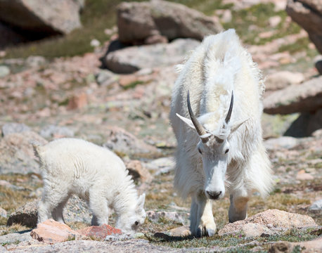 Mountains Goats of Colorado