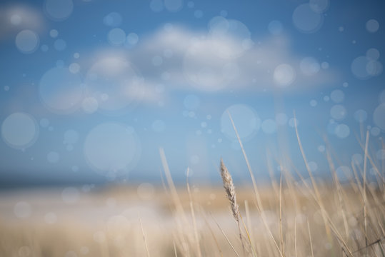 blade of grass on blurred seascape background