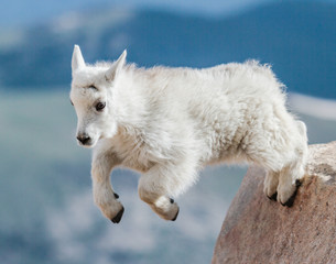 Mountain Goats of Colorado