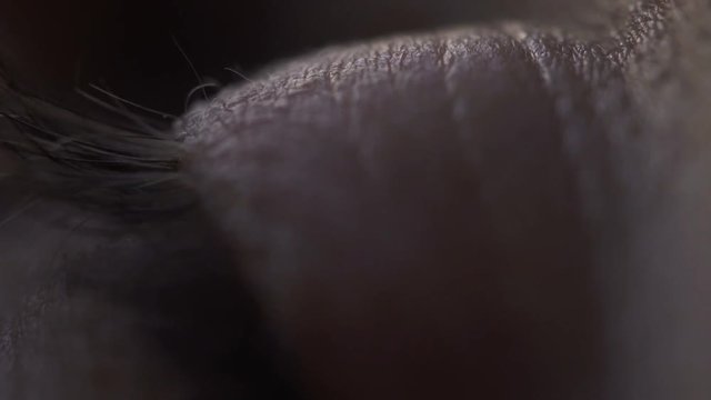 Macro Eye detail footage