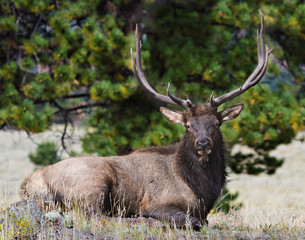 Bull Elk in Colorado
