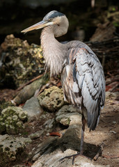 Great Blue Heron