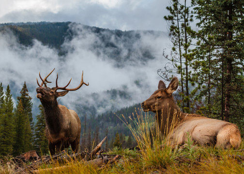 Wild elk in the Rocky Mountains of Colorado.