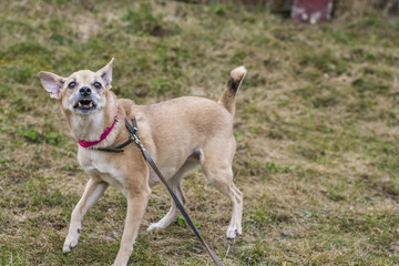 Mongrel on a leash 