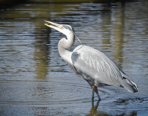 Great Blue Heron