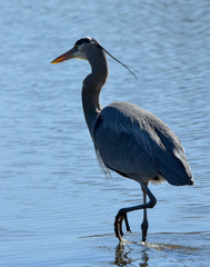Great Blue Heron