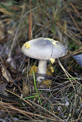 Amanita vaginata / Amanite vaginée