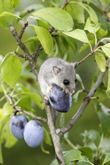Glis glis / Myoxus glis / Loir gris
