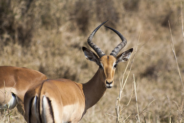Impala Kruger Park Mpumalanga South Africa