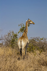 Giraffe Kruger Park Mpumalanga South Africa