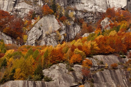 Mello valley, Valtellina, Lombardy, Italy. Trees in autumn on the granite walls
