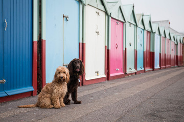 Brighton Beach Huts