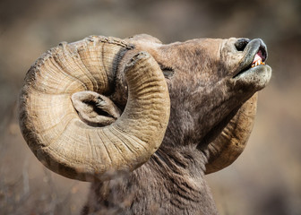 Bighorn Sheep in Colorado